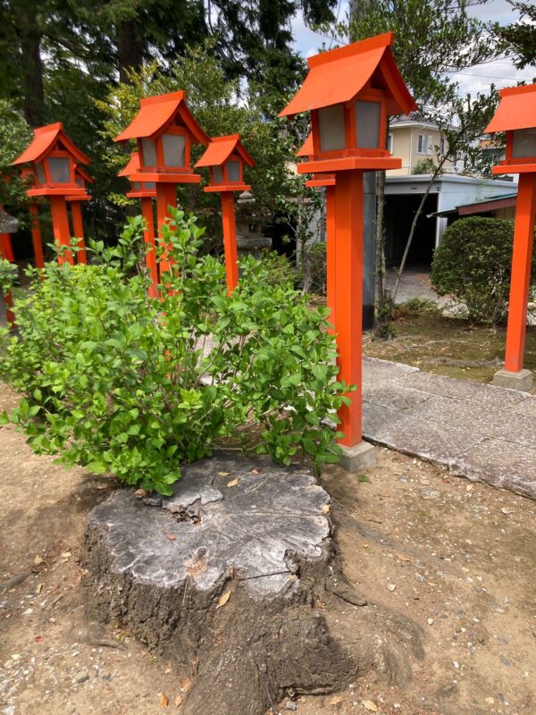 How Japan Lowered Its Stump Removal Costs? - Dipperfox